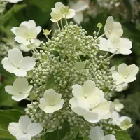 Arborix Hydrangea Paniculata 'Tardiva' - Hortensia - 40-50 cm in pot: Late bloeier met grote witte bloempluimen.