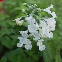 Arborix 6 x Nepeta 'Snowflake' - Kattekruid pot 9x9cm - Witbloeiend kruid met aromatisch blad