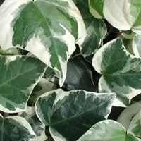 Arborix Hedera Algeriensis 'Gloire De Marengo' - Klimop 50-60 cm pot