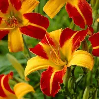 Arborix 6 x Hemerocallis 'Frans Hals' - Daglelie pot 9x9cm
