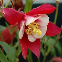 Arborix 6 x Aquilegia 'Crimson Star' - Akelei pot 9x9cm - Rode bloemen, sterachtige vorm