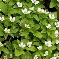 Arborix 6 Cornus Canandensis - Kornoelje/Zweedse kornoelje - pot 9 x 9cm