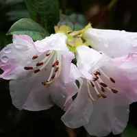 Arborix Rhododendron 'Cilpinense' 20-30 cm pot