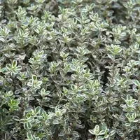 Arborix 6x Thymus citriodorus 'Silver Queen' Pot 9x9cm - Citroentijm: groei, verzorging en gebruik