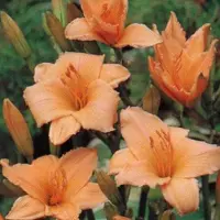 Arborix 6 x Hemerocallis 'Baley Hay' - Daglelie Pot 9x9 cm - Gele Bloemen - Langbloeiende soort met felgele bloemen