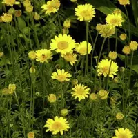 Arborix 6 x Anthemis hybrida 'Kelwayi' - Kamille pot 9x9cm