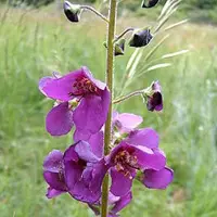 Arborix 6 x Verbascum Phoeniceum - Toorts Pot 9x9 cm - Paarse Torenbloemen