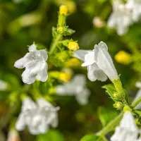 Arborix 6x Calamintha nepeta 'Marvelette White' Pot 9x9cm - Witbloeiende plant voor in de tuin