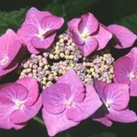 Arborix Hydrangea 'Teller Rose' - Hortensia - 25-30 cm in pot: Hortensia met grote roze bloemschermen, verkleurt in zure grond.
