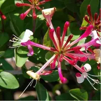 Arborix Lonicera Periclymenum 'Belgica Select' - Kamperfoelie 50-60 cm in pot