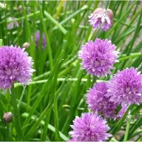 Arborix 6 x Allium Schoenoprasum - Bieslook pot 9x9 cm - Verse Kruiden voor de Tuin