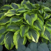 Arborix 6 x Hosta 'Aureomarginata'-Hartlelie pot 9x9cm