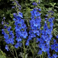 Arborix 6 x Delphinium 'Blue Bird' - Ridderspoor Pot 9x9 cm - Hemelsblauwe Bloemen
