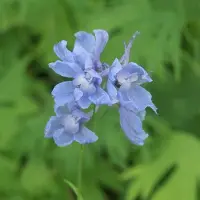 Arborix 6 x Delphinium 'Cliveden Beauty' - Ridderspoor pot 9x9cm