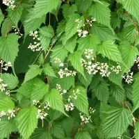 Arborix Stephanandra tanakae - Grote kransspirea 30-40 cm in pot