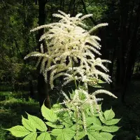 Arborix 6 x Aruncus Dioicus - Geitenbaard pot 9x9cm - Witte pluimen, bladverliezend
