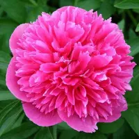 Arborix 3 x Paeonia Officinalis 'Rosea Plena ' - Tuinpioen pot 9x9cm