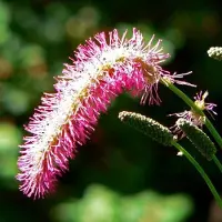 Arborix 6 x Sanguisorba Obtusa - Pimpernel pot 9x9cm, aantrekkelijk voor bijen en vlinders