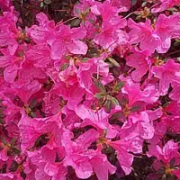 Arborix Azalea japonica Roze - Azalea - 40-50 cm in pot: Struik met roze bloemen in het voorjaar