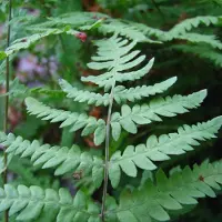 Arborix 6 x Thelypteris Palustris - Moerasvaren in Potten - Natte Grond Varen