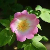 Arborix Rosa 'Frau Dagmar Hastrup' - Prachtige rozen voor in de tuin