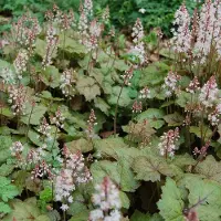 Arborix 6 x Tiarella Wherryi - Perzische Muts pot 9x9cm