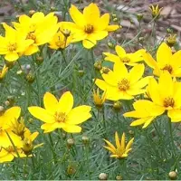 Arborix 6 x Coreopsis Verticillata 'Zagreb' - Meisjesogen pot 9x9cm - Goudgele bloemen