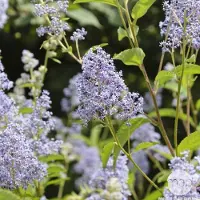 Arborix Ceanothus 'Gloire de Versailles' - Amerikaanse sering 40-50 cm in pot