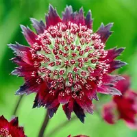 Arborix 6x Astrantia major 'Moulin Rouge' Pot 9x9cm - Prachtige plant voor in de tuin