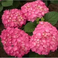 Arborix Hydrangea Macrophylla 'Freudenstein' - Hortensia - 25-30 cm in pot: Hortensia met grote bolvormige bloemen, kleurt van roze naar blauw.