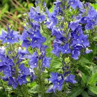 Arborix 6 x Veronica Austriaca 'Knallblau' - Breedbladige Ereprijs pot 9x9cm - Blauwe bloemen, bodembedekker