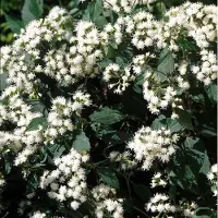 Arborix 6 x Eupatorium Rugosum 'Chocolate' - Koninginnekruid pot 9x9cm