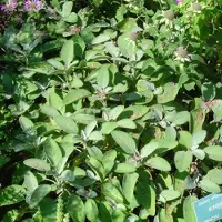 Arborix 6 x Salvia Officinalis 'Berggarten' - Breedbladige Salie pot 9x9cm, aromatisch en wintergroen