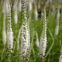Arborix 6 x Veronica Longifolia 'Schneeriesin' - Langbladige Ereprijs pot 9x9cm