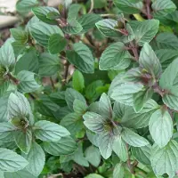 Arborix 6x Mentha piperita 'Chocolate' Pot 9x9cm - Chocolademunt, een verfrissende muntplant met chocoladetint