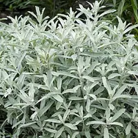 Arborix 6 x Artemisia ludoviciana 'Silver Queen' - Bijvoet pot 9x9 cm