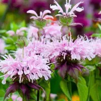 Arborix 6 x Monarda 'Beauty Of Cobham ' - Bergamotplant pot 9x9cm - Rijkbloeiend, aantrekkelijk voor bijen