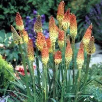Arborix 6 x Kniphofia Uvaria - Vuurpijl pot 9x9cm