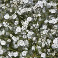 Arborix 6 x Gypsophila Paniculata 'Bristol Fairy' - Gipskruid pot 9x9cm