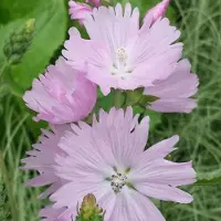 Arborix 6 x Sidalcea 'Elsie Heugh' - Griekse Malva pot 9x9cm, roze bloemen en langbloeiend