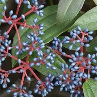 Arborix Viburnum Davidii - Sneeuwbal 25-30 cm in pot