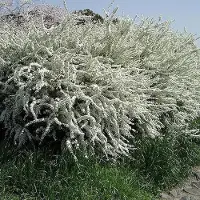 Arborix Spiraea thunbergii - Spierstruik 40-60 cm in pot