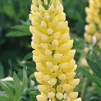 Arborix 6 x Lupinus 'Chandelier' - Lupine Pot 9x9cm - Gele Torenbloemen