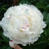 Arborix 3 x Paeonia 'Shirley Temple' - Tuinpioen pot 9x9cm