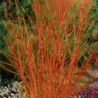 Arborix Cornus sang. 'Midwinter Fire' 60-80cm - Prachtige winterkleuren voor uw tuin