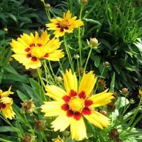 Arborix 6 x Coreopsis Lanceolata 'Baby Gold' - Meisjesogen pot 9x9cm - Gouden bloemen, Langbloeiend