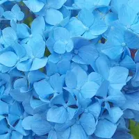 Arborix Hydrangea Macrophylla 'Nikko Blue' - Hortensia - 25-30 cm in pot: Bekende hortensia met diepblauwe bloemen.