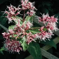 Arborix 6 x Eupatorium purpureum - Koninginnekruid pot 9x9 cm