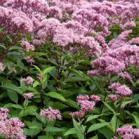 Arborix 6 x Eupatorium Maculatum 'Atropurpureum ' - Koninginnekruid pot 9x9cm
