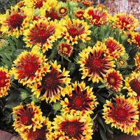 Arborix 6 x Gaillardia 'Bremen' - Kokardebloem pot 9x9cm